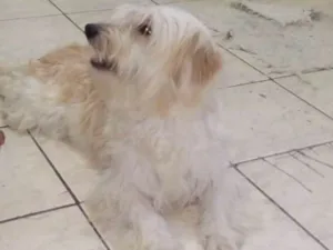 Cachorro raça Speenddog idade 7 a 11 meses nome Rick