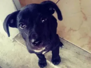 Cachorro raça SRD idade 2 a 6 meses nome Messias