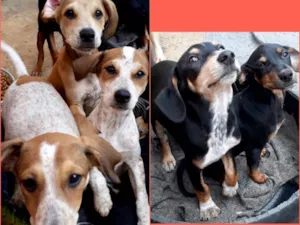 Cachorro raça SRD  idade  nome Familia Vinicius