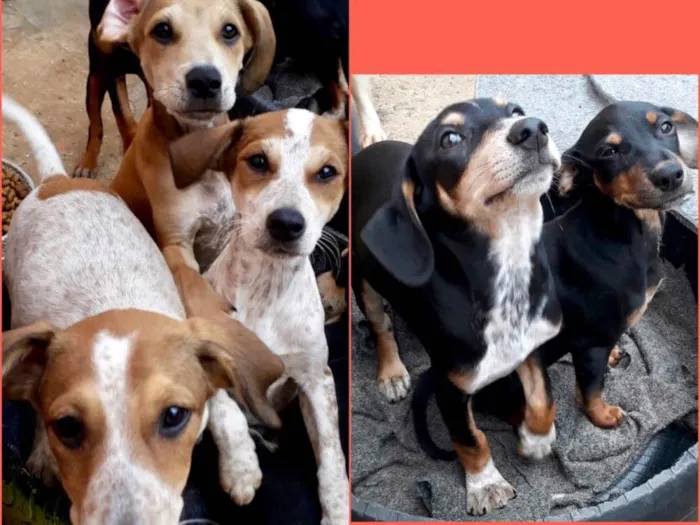 Cachorro ra a SRD  idade  nome Familia Vinicius