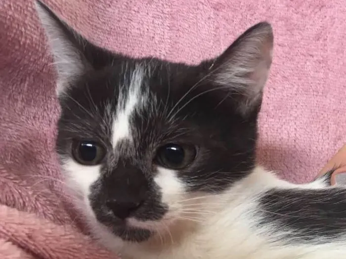 Gato ra a SRD  idade 2 a 6 meses nome FELÍCIA