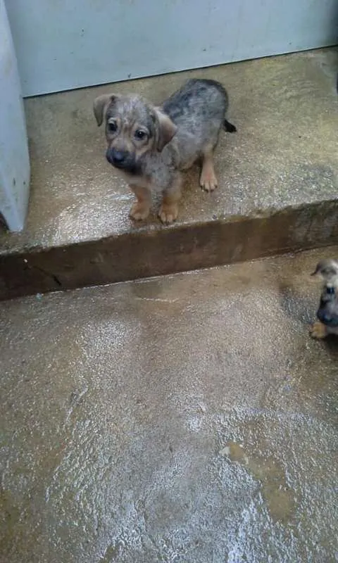 Cachorro ra a SRD idade 2 a 6 meses nome BEBES