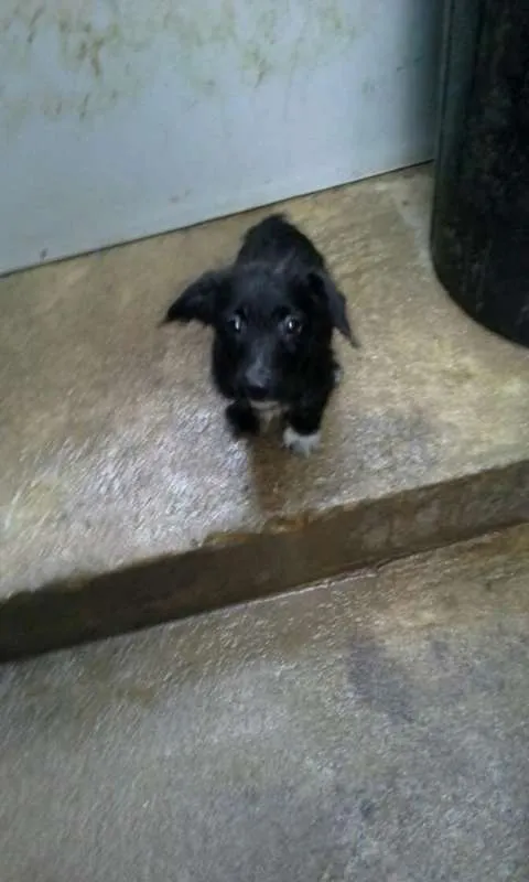 Cachorro ra a SRD idade 2 a 6 meses nome BEBES
