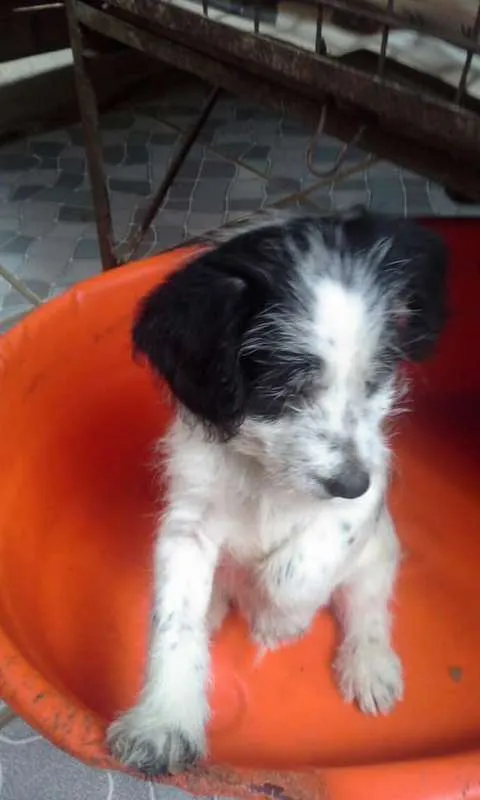 Cachorro ra a SRD idade 2 a 6 meses nome BEBES