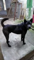 AKITA
