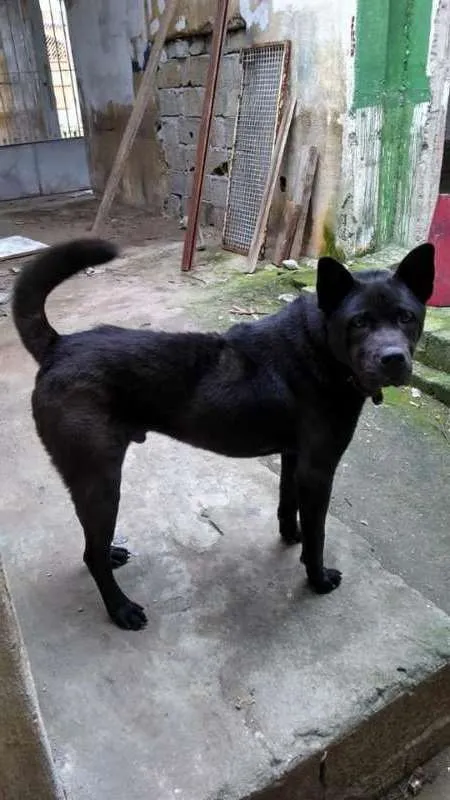 Cachorro ra a SRD idade 1 ano nome AKITA