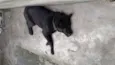 AKITA