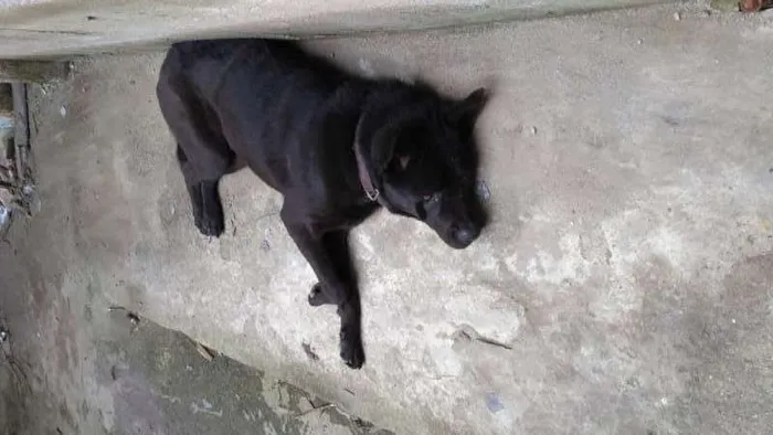 Cachorro ra a SRD idade 1 ano nome AKITA