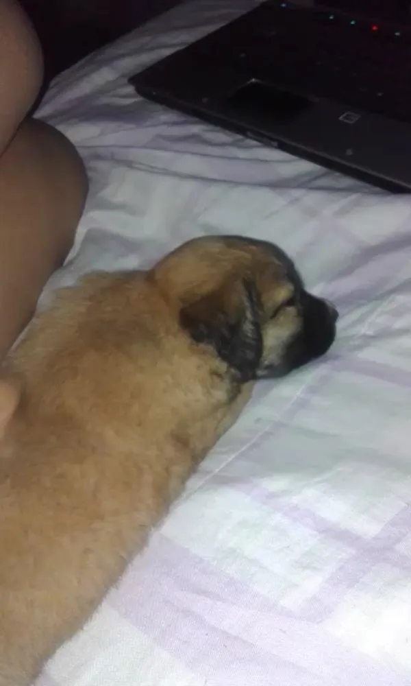 Cachorro ra a misturado idade 2 a 6 meses nome Tiffany 