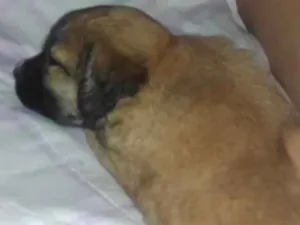 Cachorro raça misturado idade 2 a 6 meses nome Tiffany 