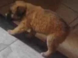 Cachorro raça misturado idade 2 a 6 meses nome Tiffany 