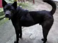 AKITA