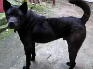 Cachorro raça SRD idade 1 ano nome AKITA
