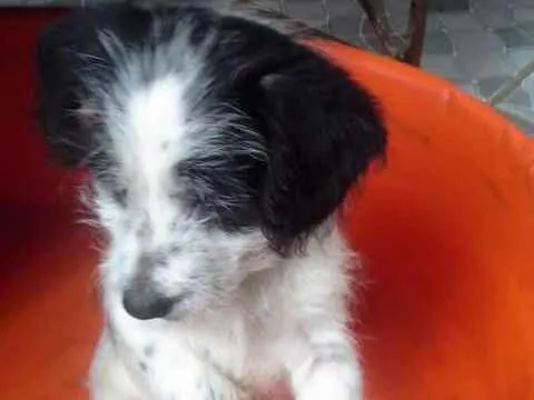 Cachorro ra a SRD idade 2 a 6 meses nome BEBES