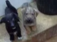 BEBES
