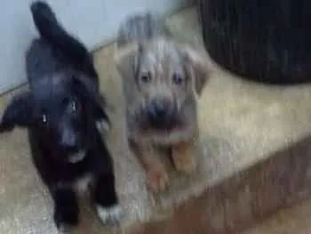 Cachorro ra a SRD idade 2 a 6 meses nome BEBES
