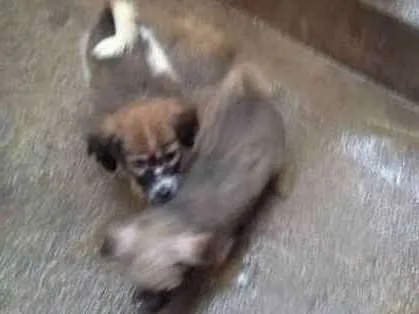 Cachorro ra a SRD idade 2 a 6 meses nome BEBES
