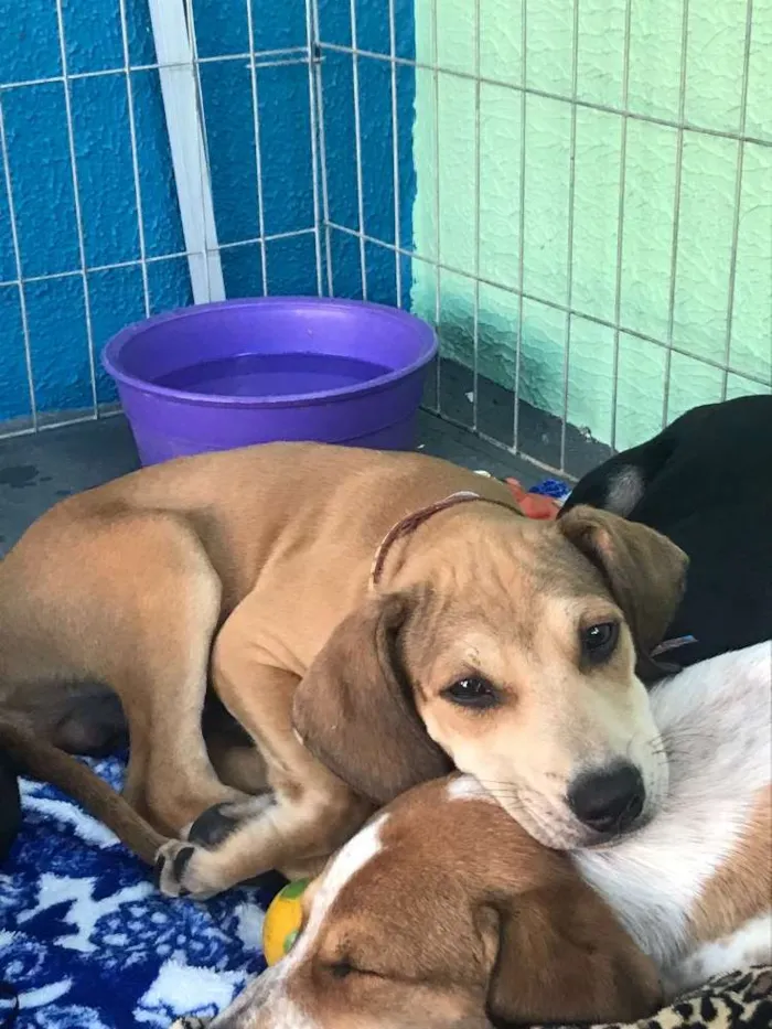 Cachorro ra a SRD idade 2 a 6 meses nome Brilho