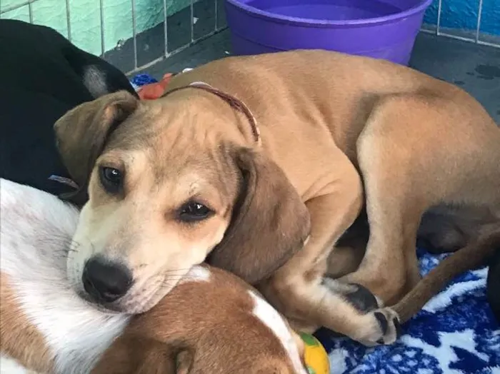 Cachorro ra a SRD idade 2 a 6 meses nome Brilho