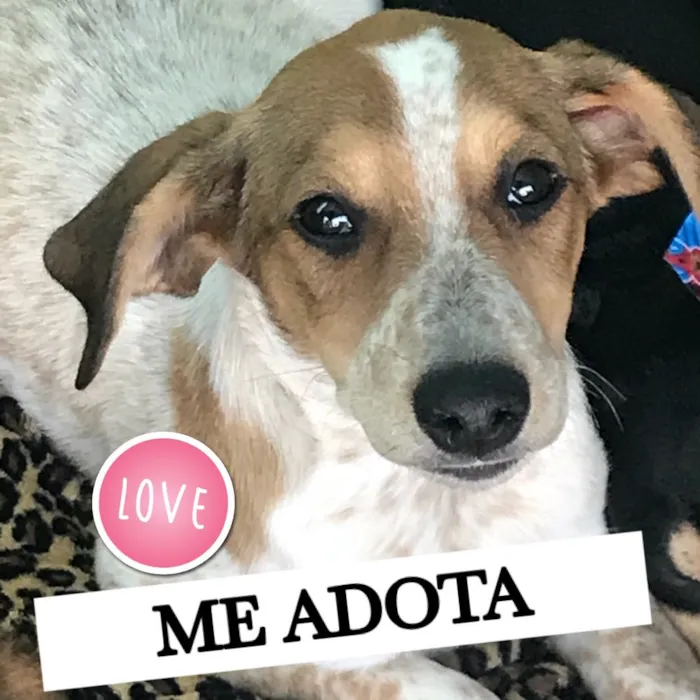 Cachorro ra a SRD idade 2 a 6 meses nome Jac