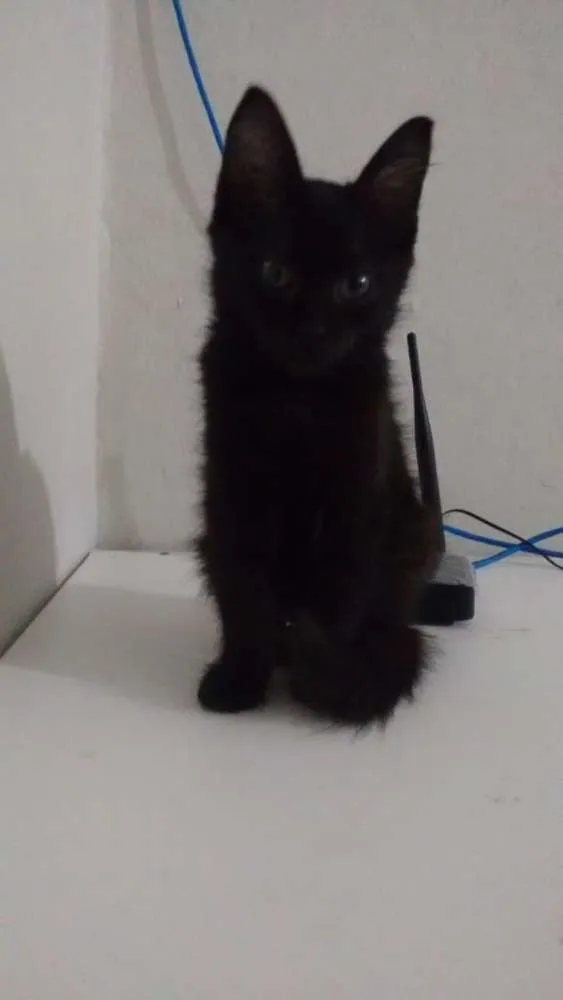 Gato ra a Vira-lata idade 2 a 6 meses nome Raven