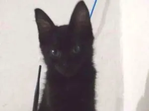 Gato raça Vira-lata idade 2 a 6 meses nome Raven