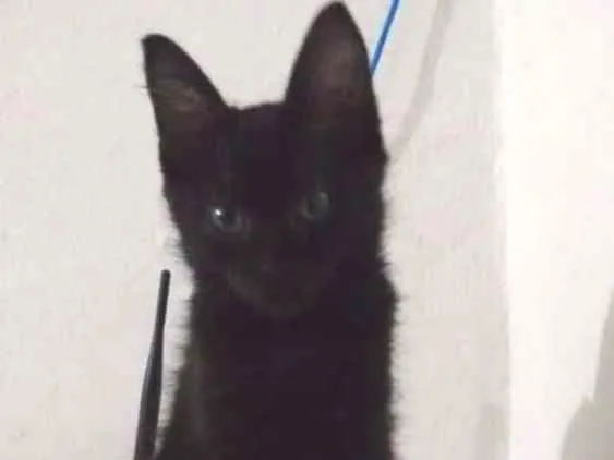 Gato ra a Vira-lata idade 2 a 6 meses nome Raven