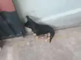 Belinha / Pretinha