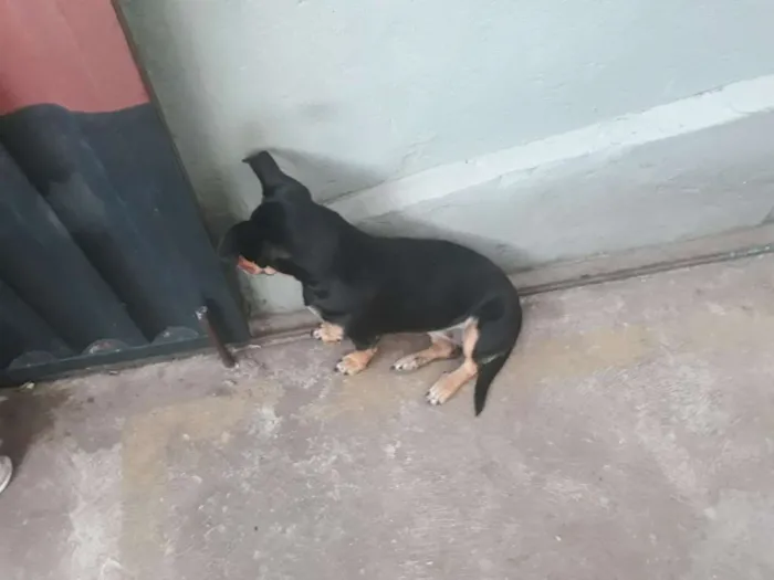Cachorro raça Sem raça definida idade 4 anos nome Belinha / Pretinha