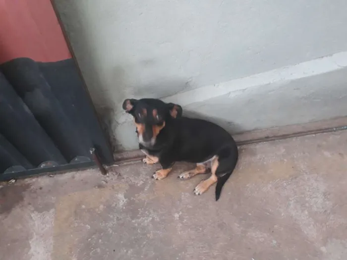 Cachorro raça Sem raça definida idade 4 anos nome Belinha / Pretinha