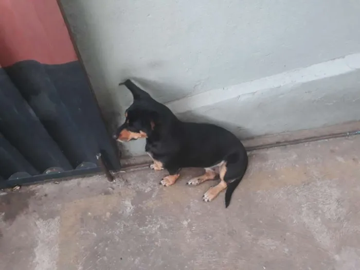 Cachorro raça Sem raça definida idade 4 anos nome Belinha / Pretinha