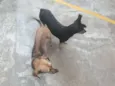 Belinha / Pretinha