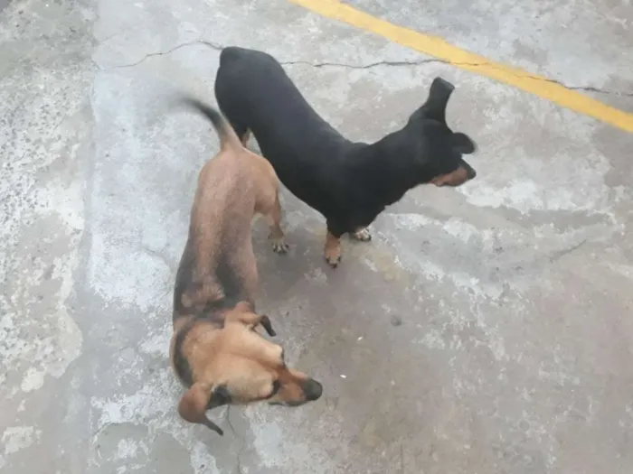 Cachorro raça Sem raça definida idade 4 anos nome Belinha / Pretinha