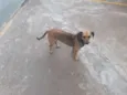 Belinha / Pretinha