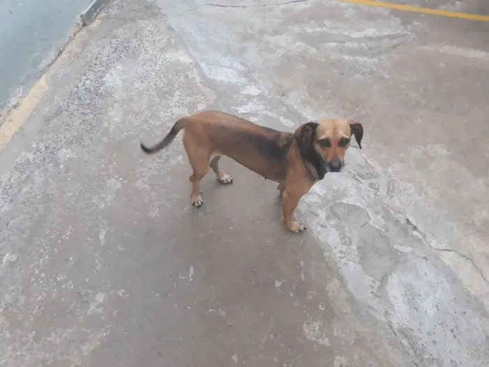 Cachorro raça Sem raça definida idade 4 anos nome Belinha / Pretinha