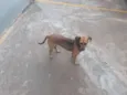 Belinha / Pretinha