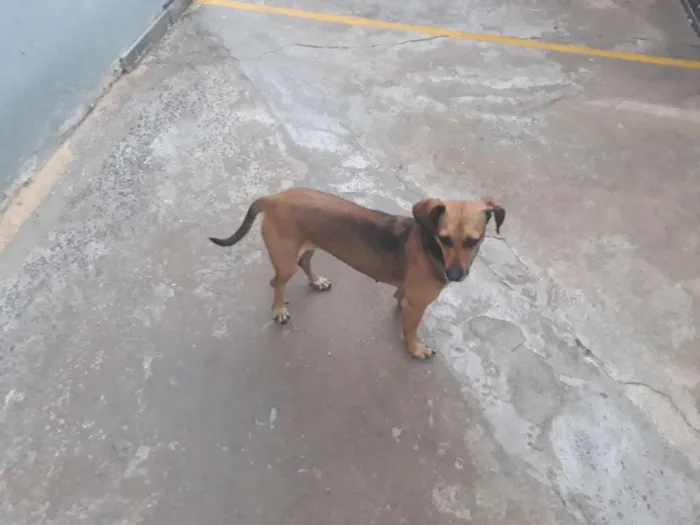 Cachorro raça Sem raça definida idade 4 anos nome Belinha / Pretinha