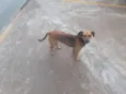 Belinha / Pretinha