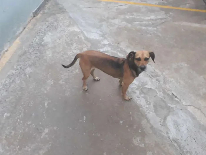 Cachorro raça Sem raça definida idade 4 anos nome Belinha / Pretinha