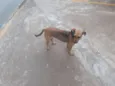 Belinha / Pretinha