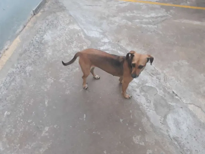 Cachorro raça Sem raça definida idade 4 anos nome Belinha / Pretinha