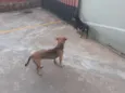 Belinha / Pretinha