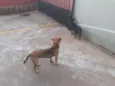 Belinha / Pretinha