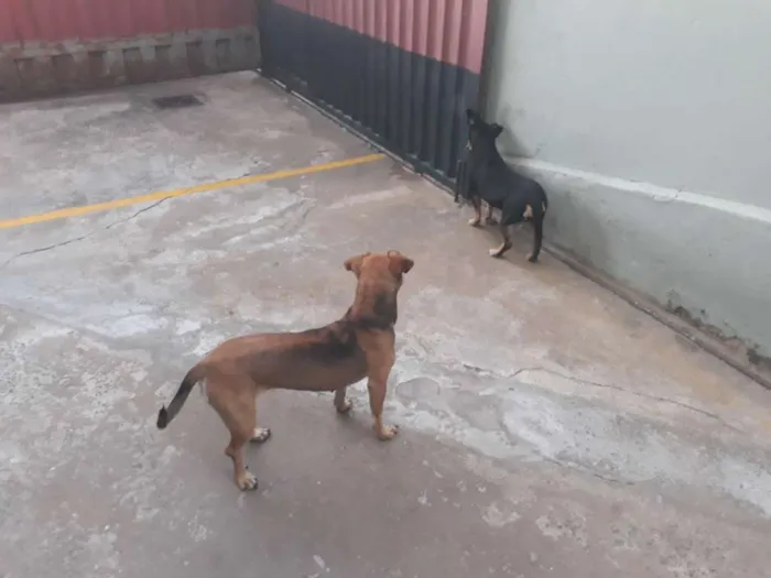 Cachorro raça Sem raça definida idade 4 anos nome Belinha / Pretinha