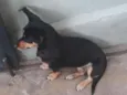 Belinha / Pretinha