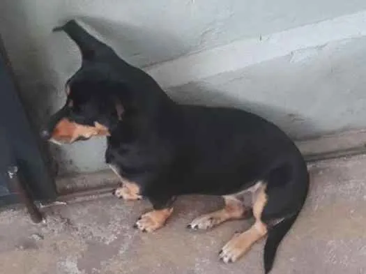 Cachorro raça Sem raça definida idade 4 anos nome Belinha / Pretinha