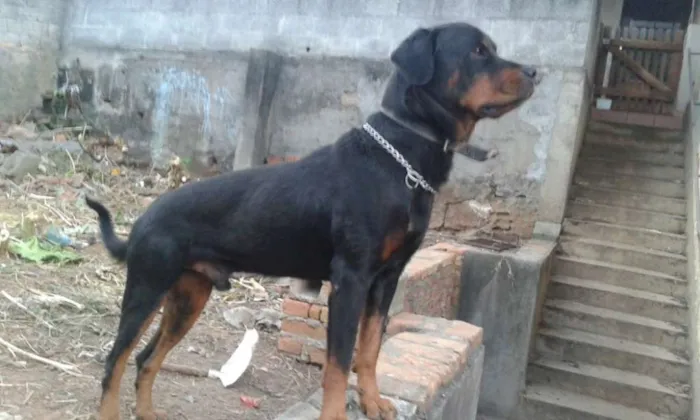 Cachorro ra a Rotweiller idade 4 anos nome Thor