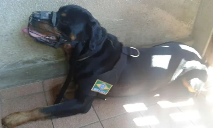 Cachorro ra a Rotweiller idade 4 anos nome Thor