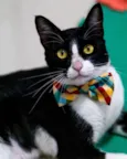 TOM