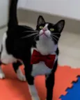 TOM